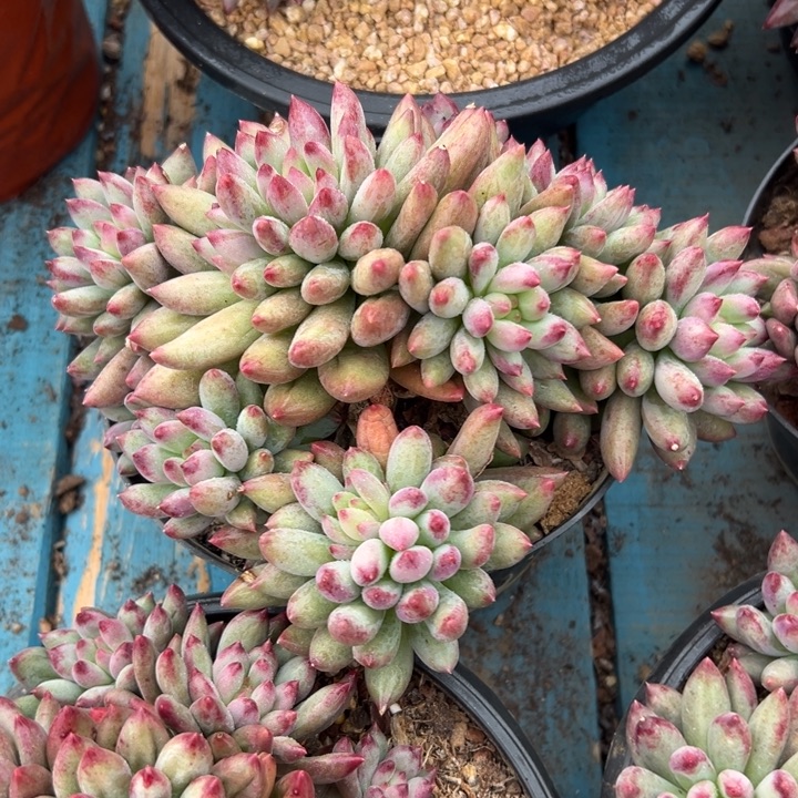 精品多肉植物老桩随机发一棵岩子