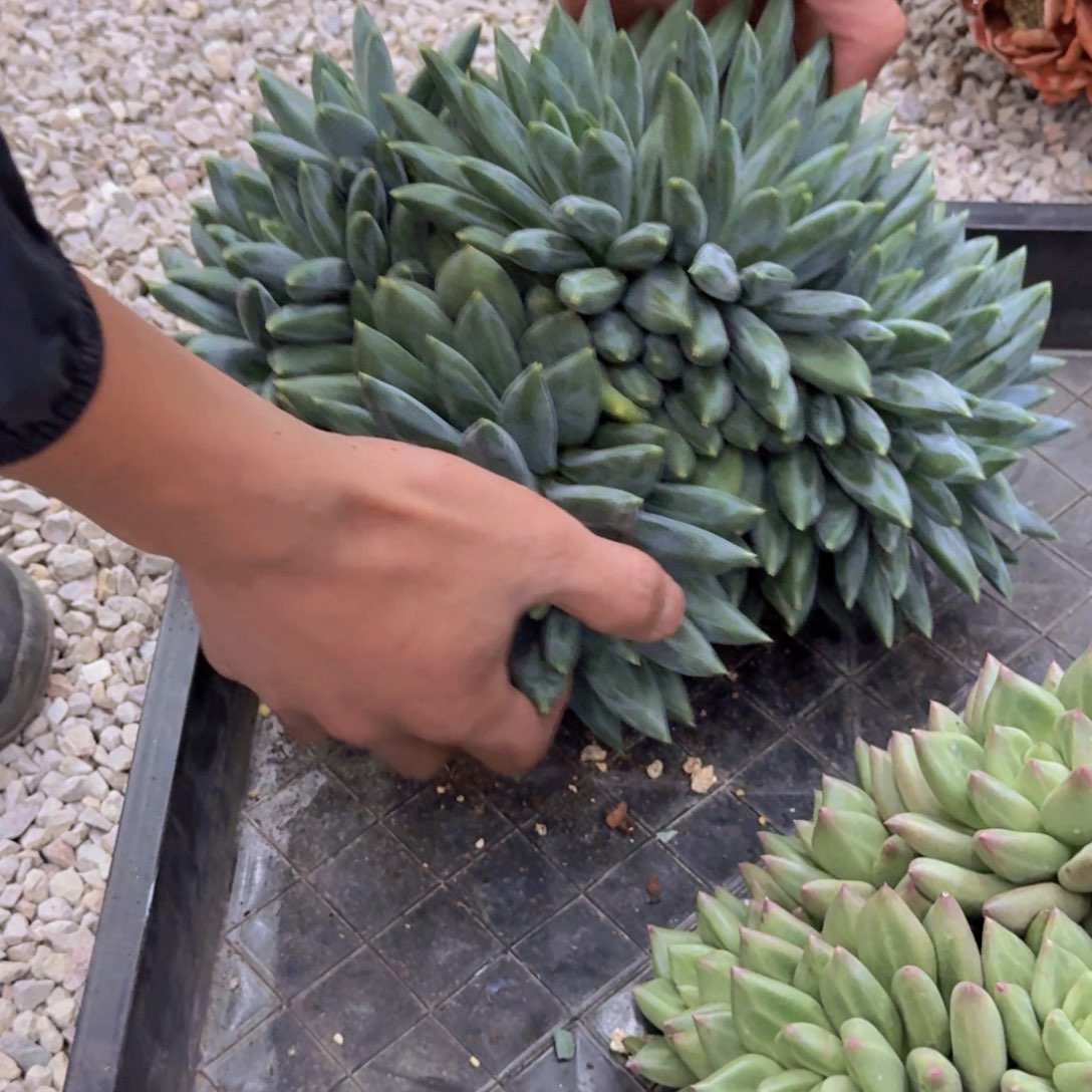 心***水重楼老桩精品多肉