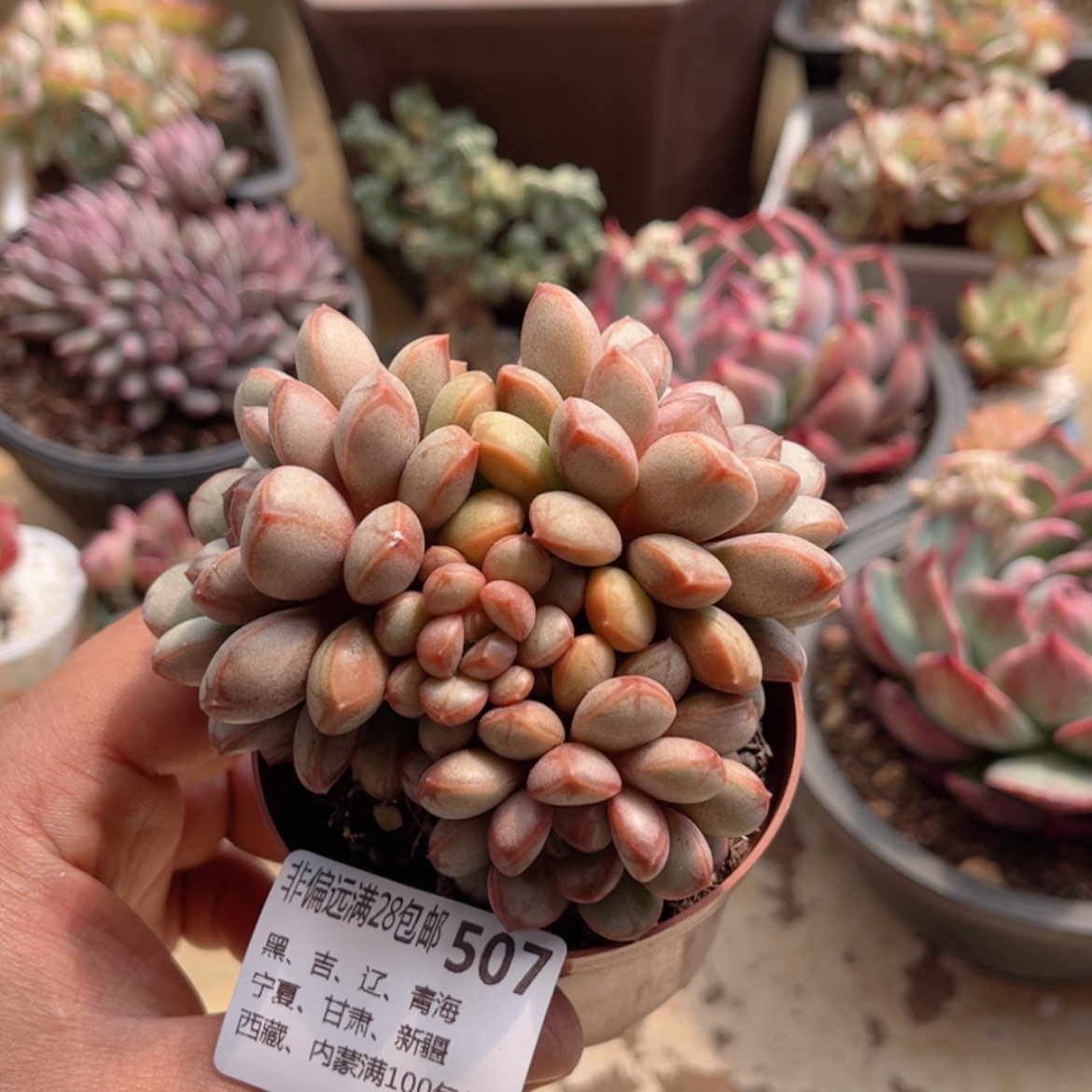 【闪购商品】507葡萄