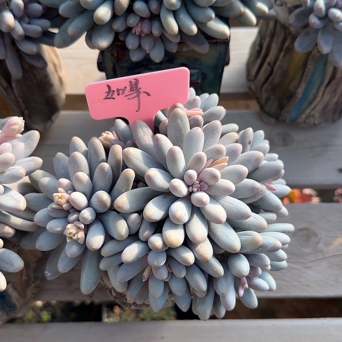 汤圆群生五十包邮