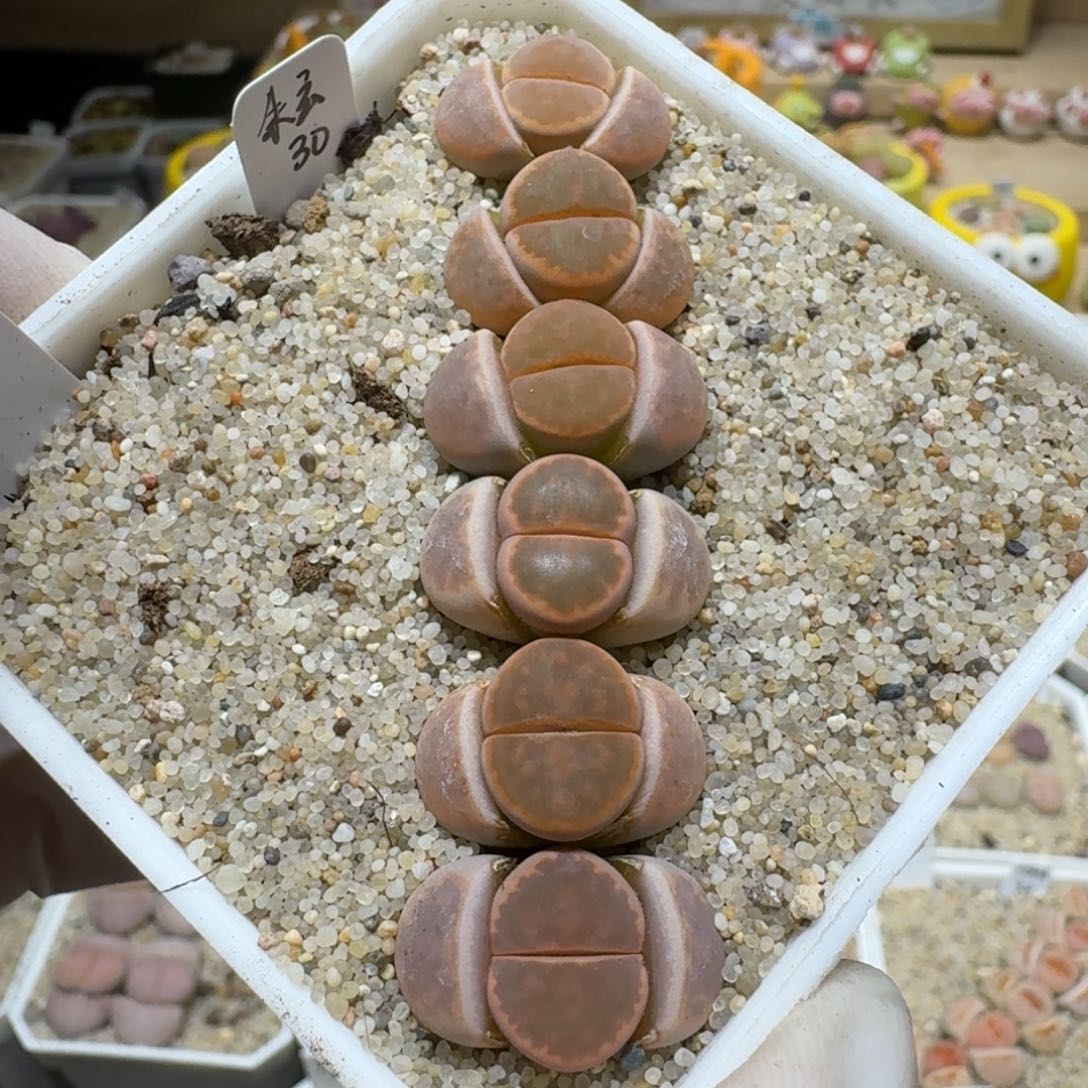 红陶小****员0203-35生石花花