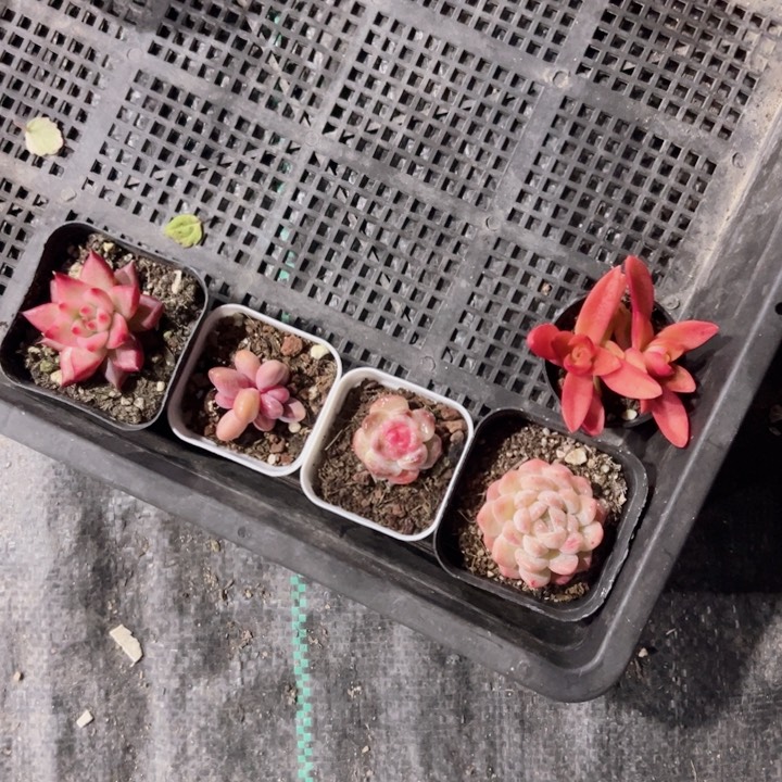 专拍多肉植物大战僵尸