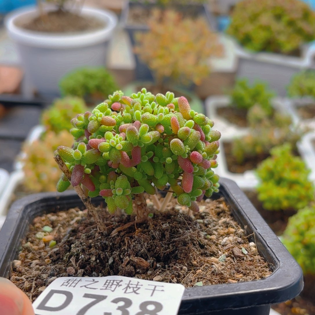 蜜橘糖球738。          