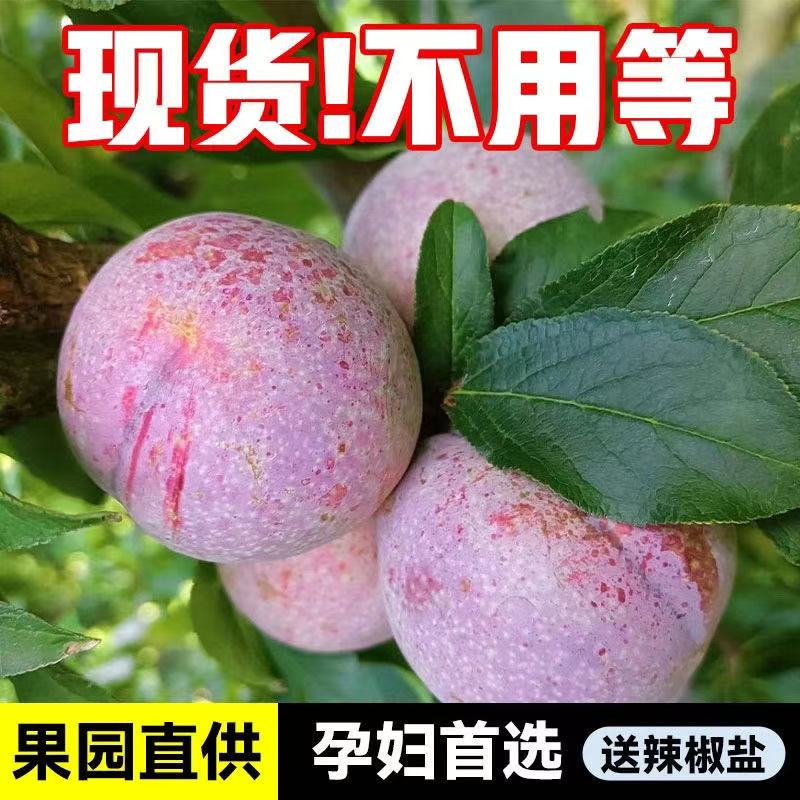 【新鲜直达1】信宜三华李酸脆爽口新鲜现摘现发孕妇水果
