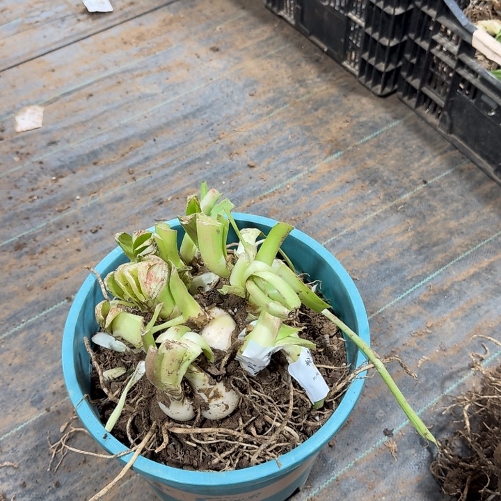 粉色荣耀巨无霸开花球闪购