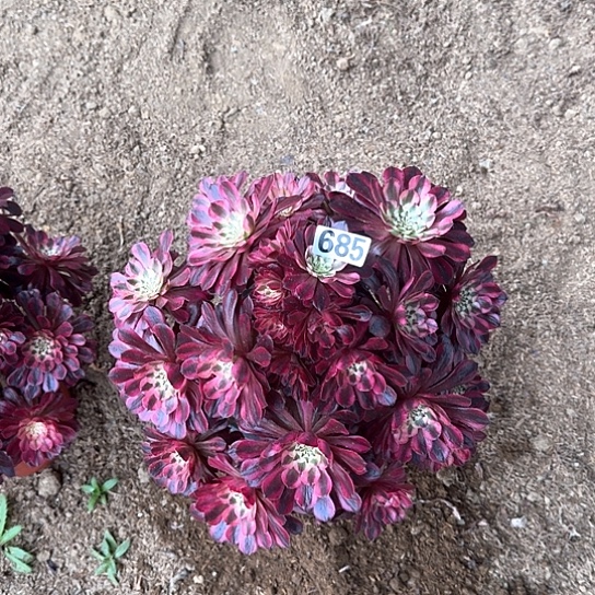 多肉植物白锦685号不包断枝