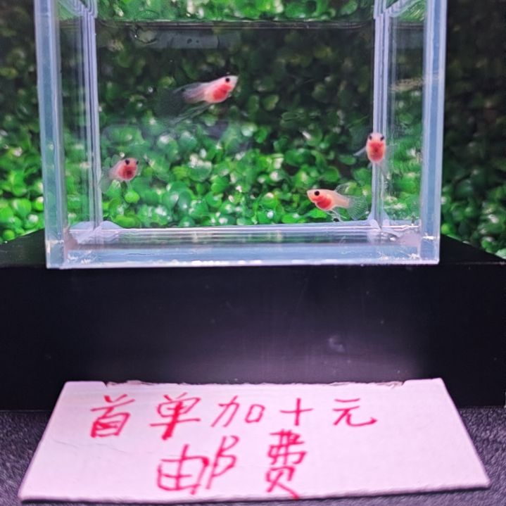 孔雀鱼超透蓝礼服短c 孔雀鱼 3号