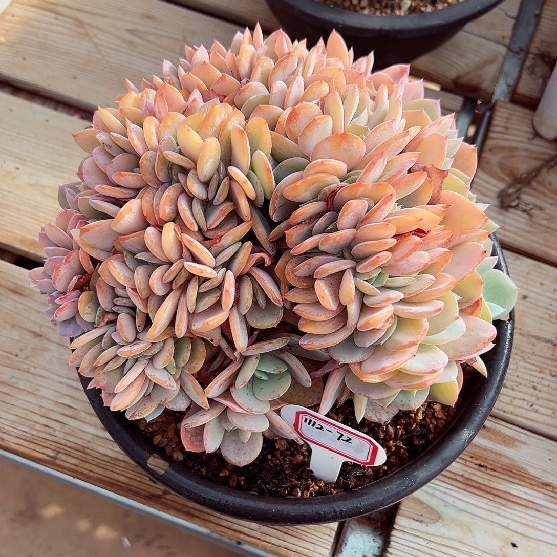 1112-72白凤缀化。