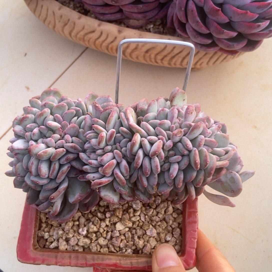 多肉多肉多肉多肉