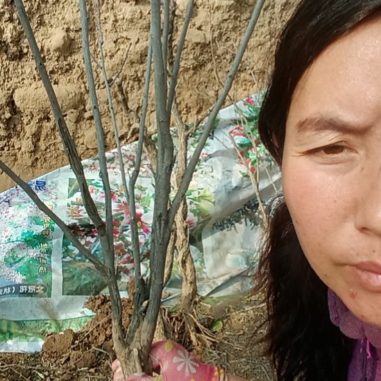 闲***闲完全开放文冠树一颗