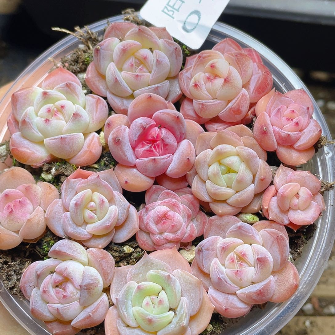 多肉植物多肉植物103