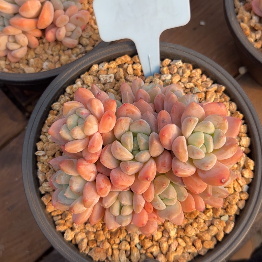 芙丽朵特价11111111111