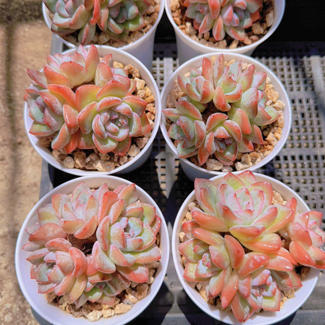上新 草莓泡芙群 满68包邮 边远地区满168包邮新疆内蒙 甘肃 西藏