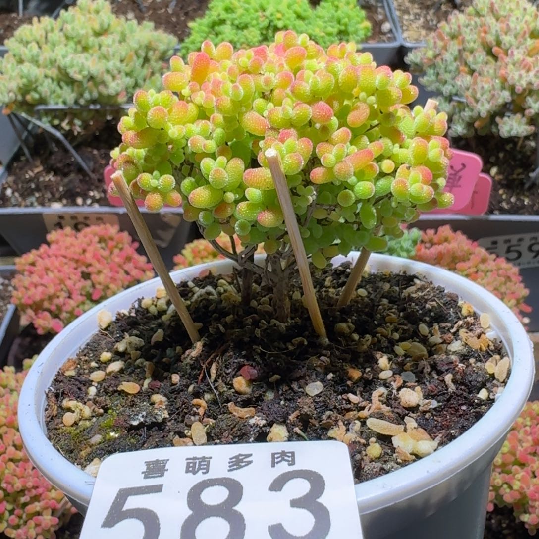 枝干番杏蜜橘糖球583