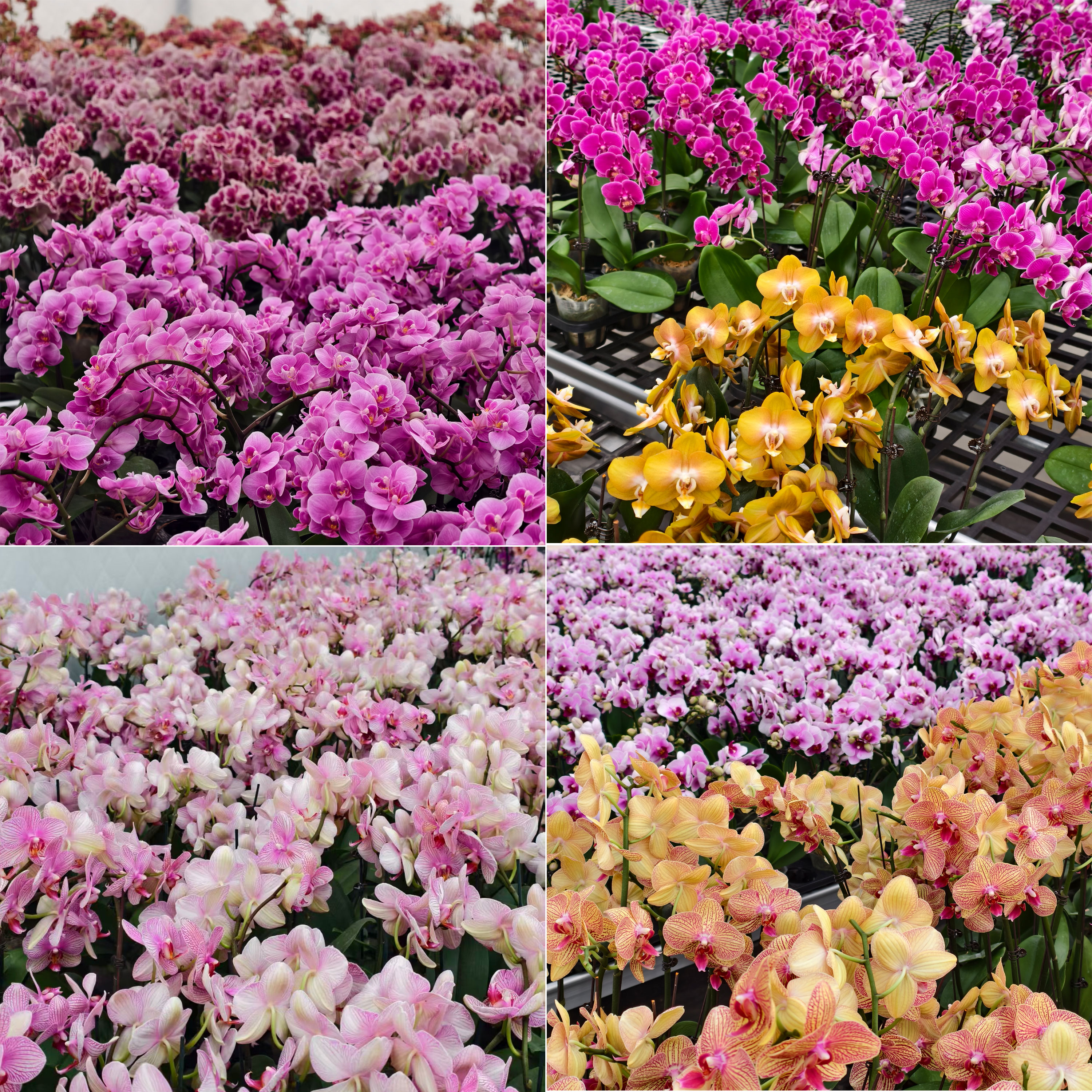 蝴蝶兰【盲盒】带花发货 孤品捡漏不指定款式 微瑕 完美主义者勿拍