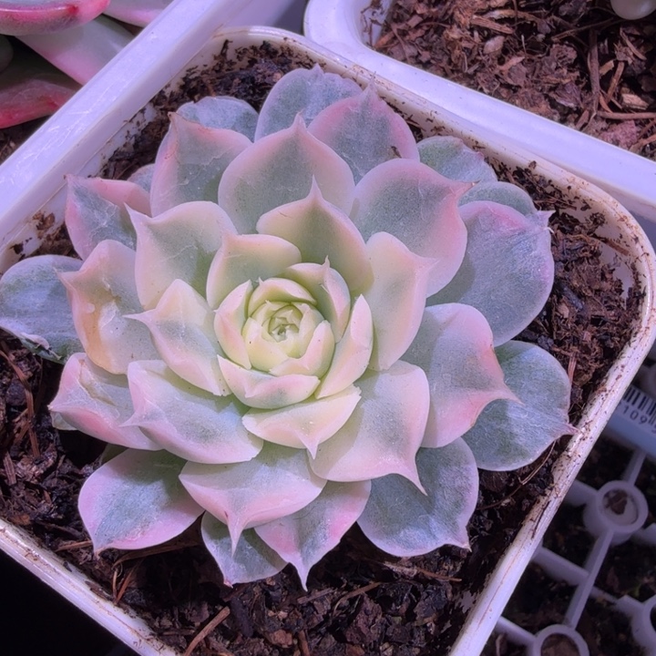 海琳娜锦多肉植物