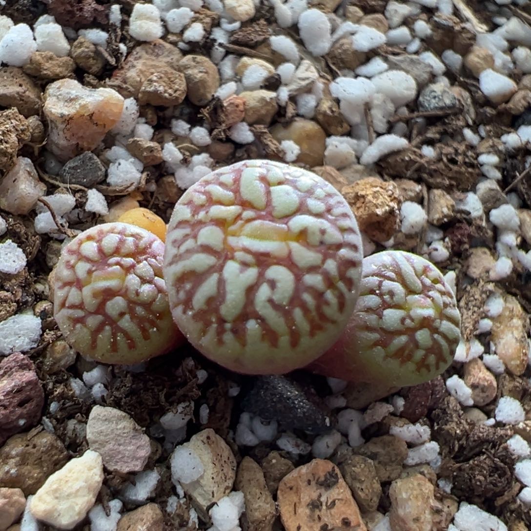 481优选超墨一颗三头