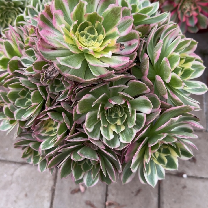 N****407号海鲜法师植物