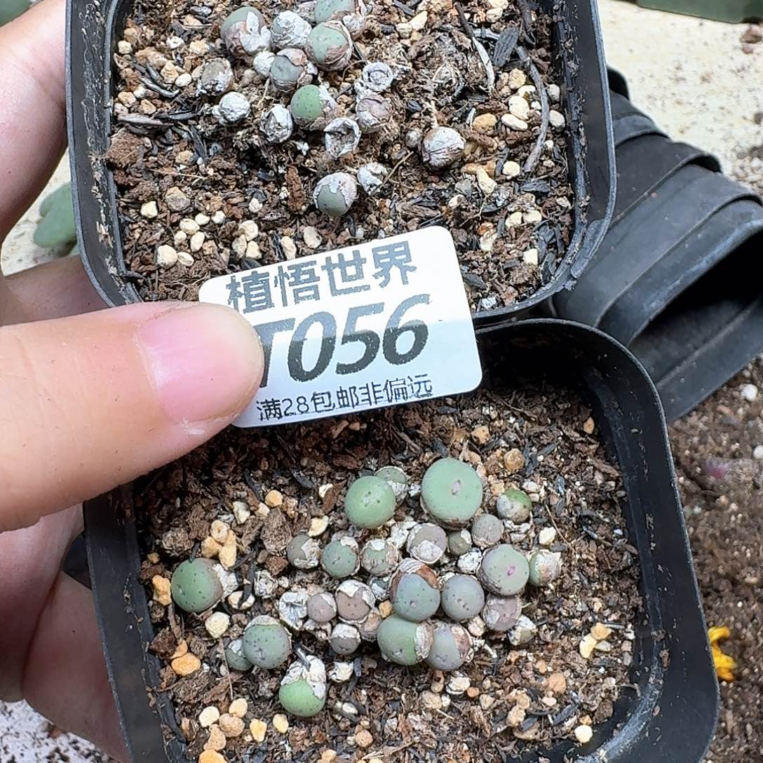 多肉啊我的润泽fgvb