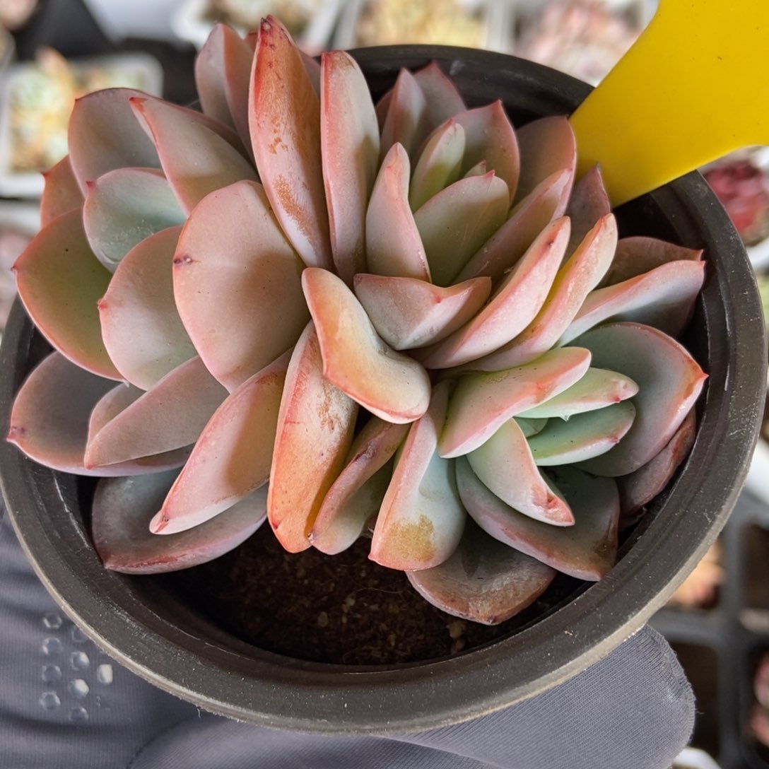 838布鲁蓝多肉植物