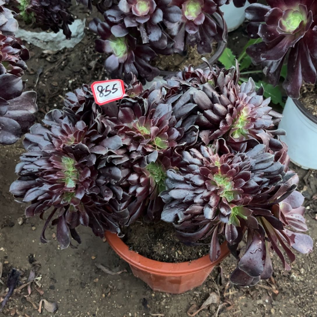 855多肉植物欧紫缀化