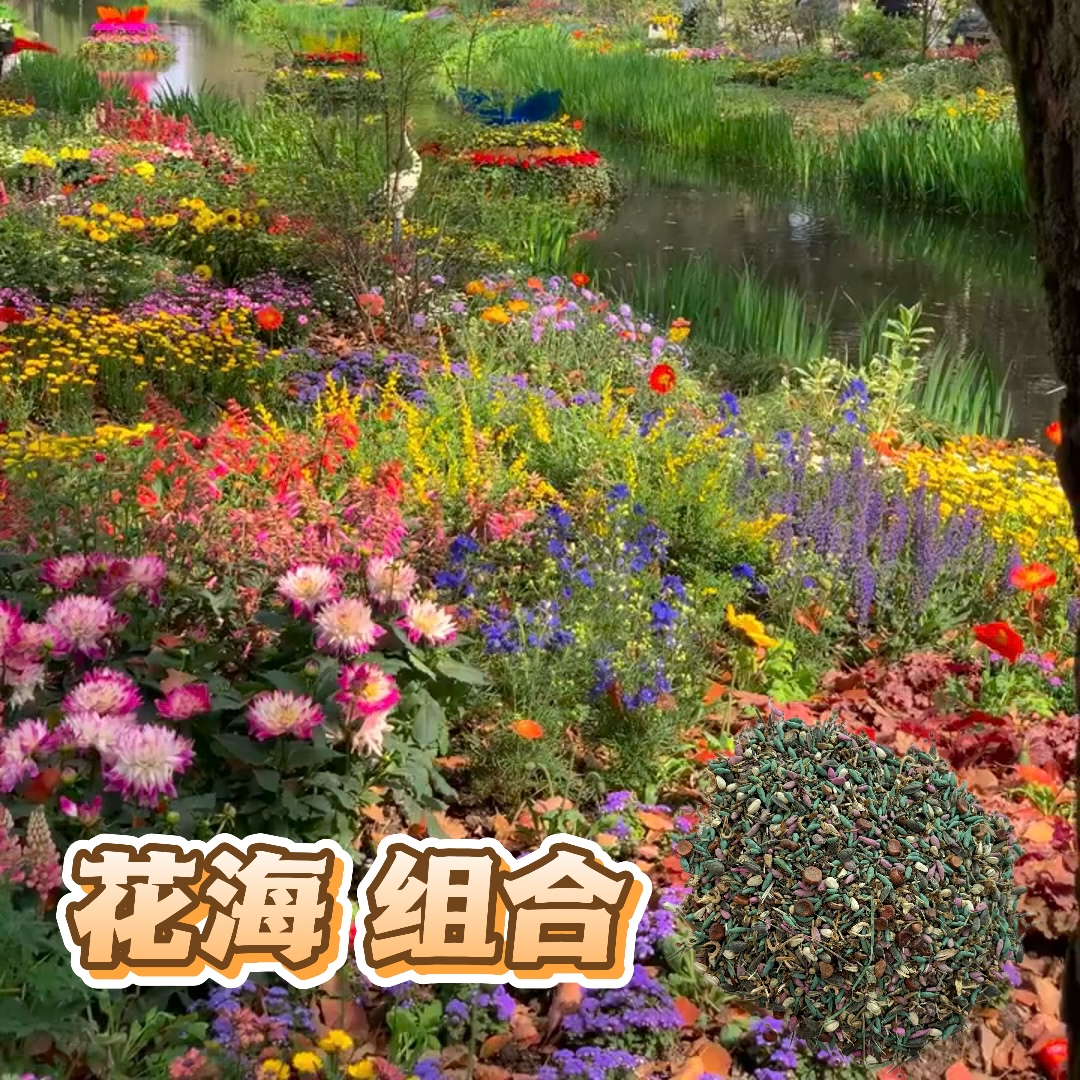 【直播专享】耐热南方野花组合花海花种子格桑花种籽太阳花四季开花