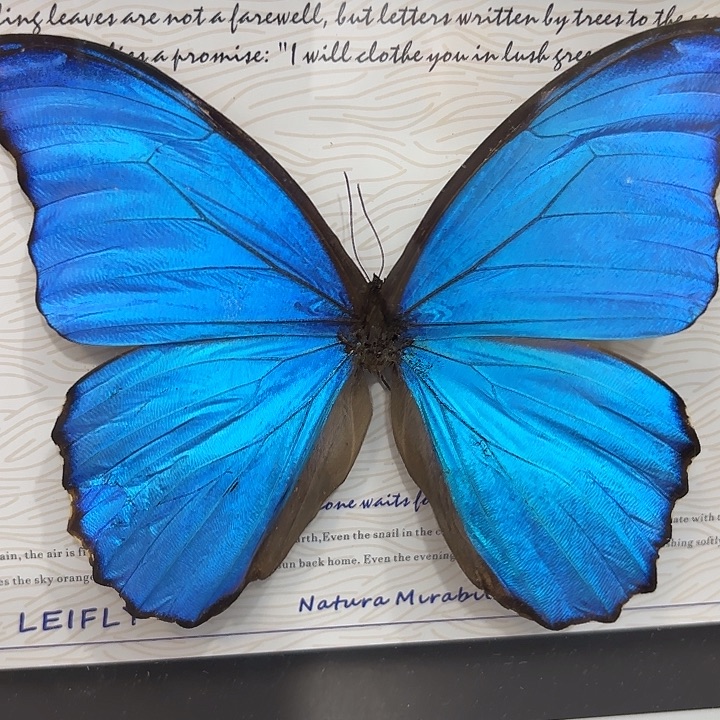 空***碗蝴蝶标本定制134@