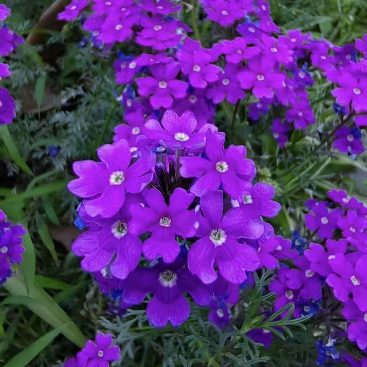 多种美女樱盆栽四季开花庭院阳台花卉耐寒耐热好养活易爆盆