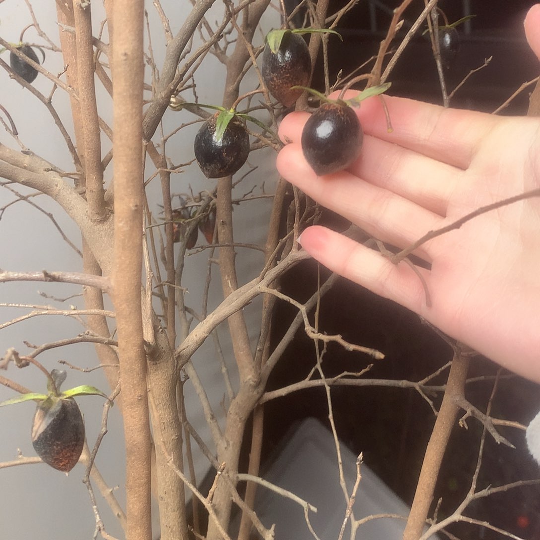 无花朵老鸦黑宝石