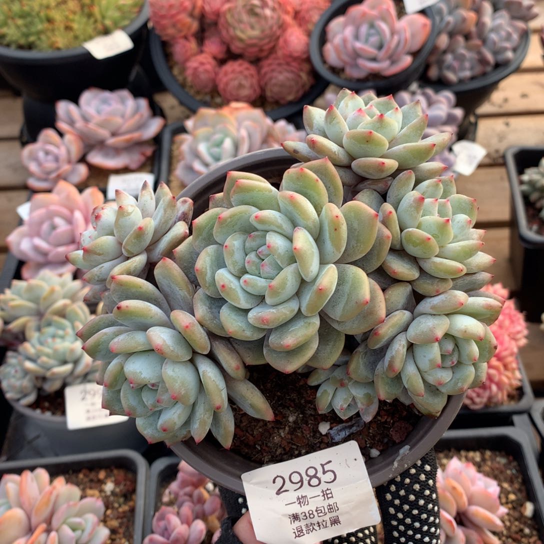 14厘米七头石榴籽有砍2985