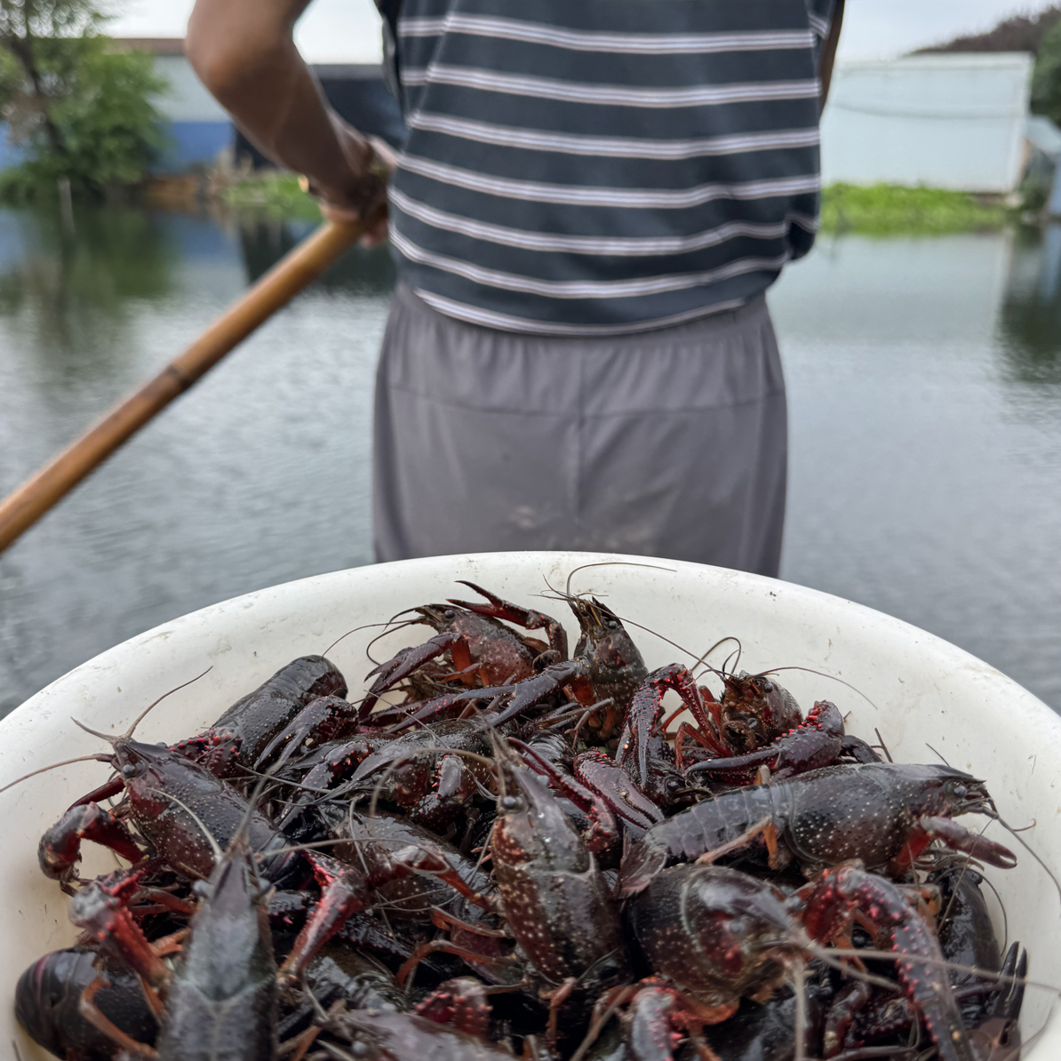 湖北洪湖鲜活精选小龙虾肉质鲜嫩清水养殖时令美味顺丰到家