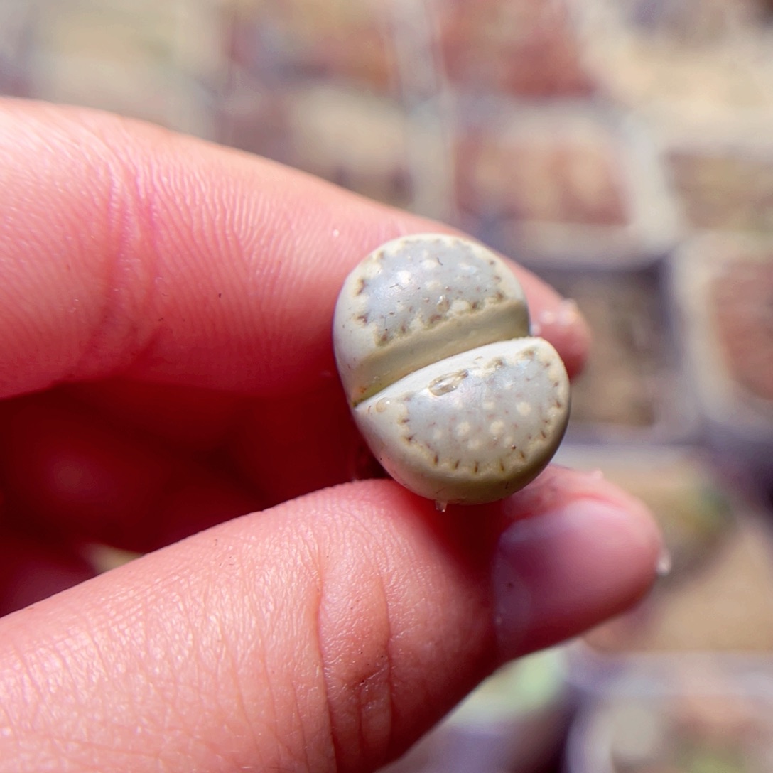 允***恩115号带盆包邮发货