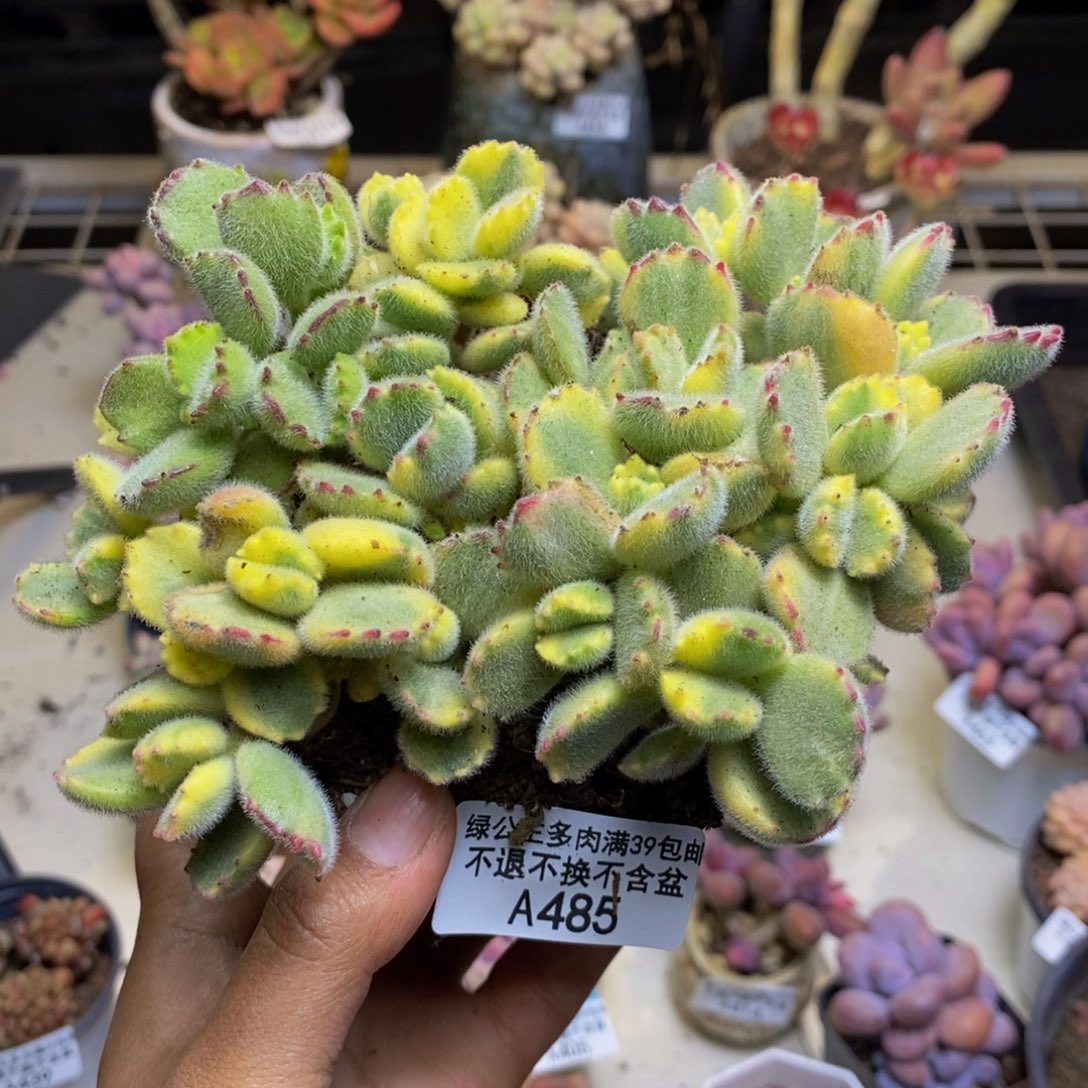 485不包整轻微掉叶