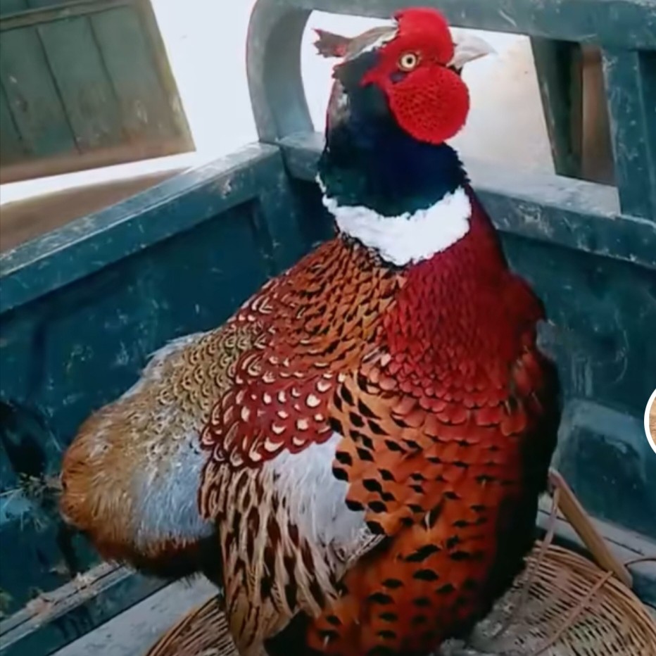 战斗鸡《七彩山鸡   鸡王》发顺丰到家