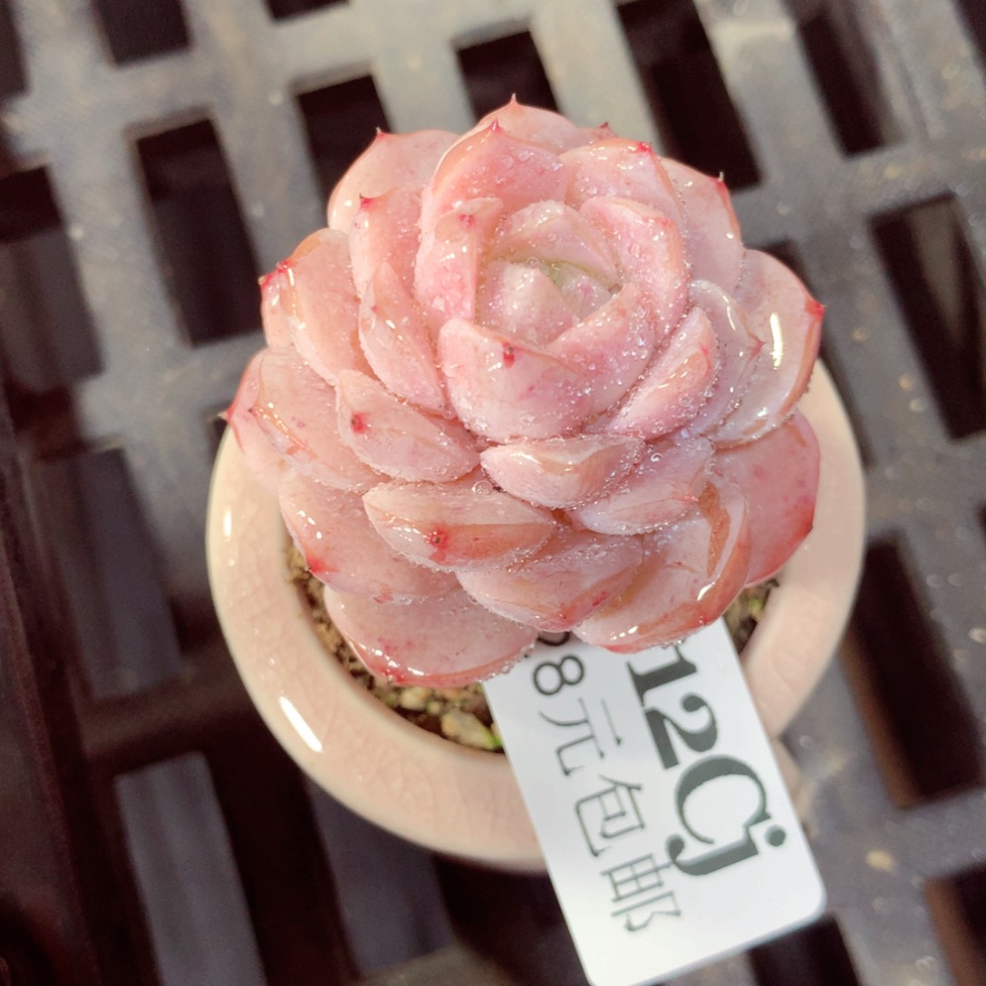 5厘米盆精控多肉712