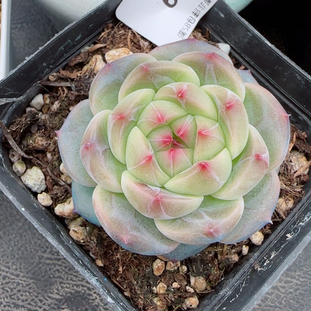 星辰，6519多肉植物