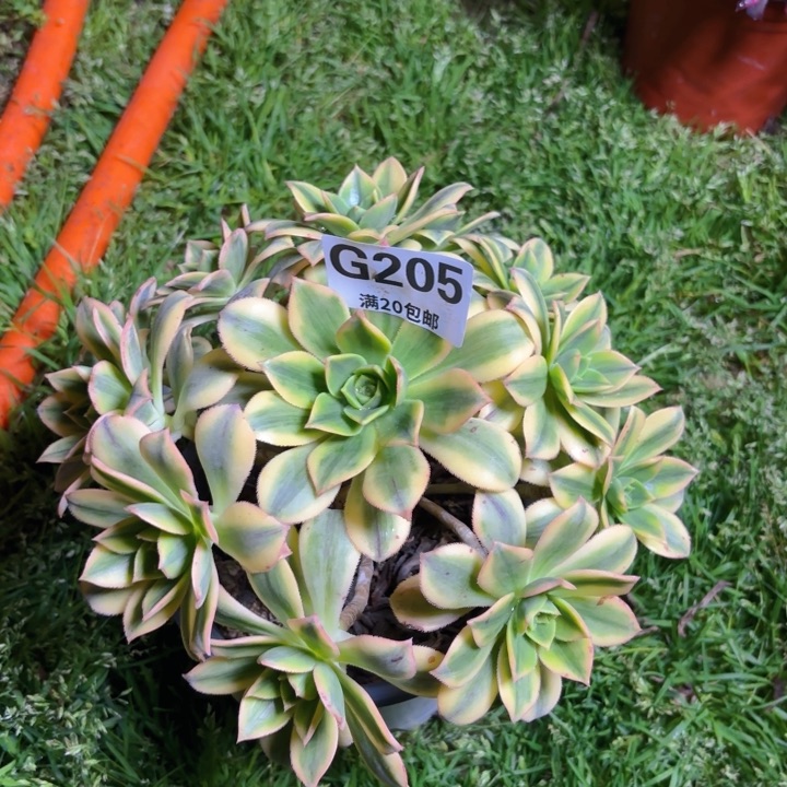 瑞妈多肉园艺205