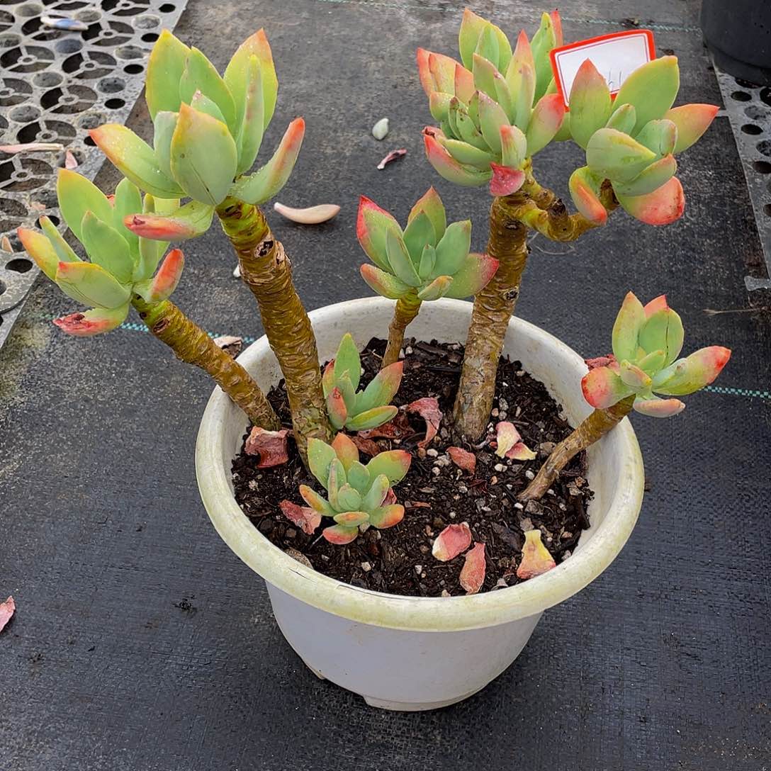 芒果美人多肉植物群3761