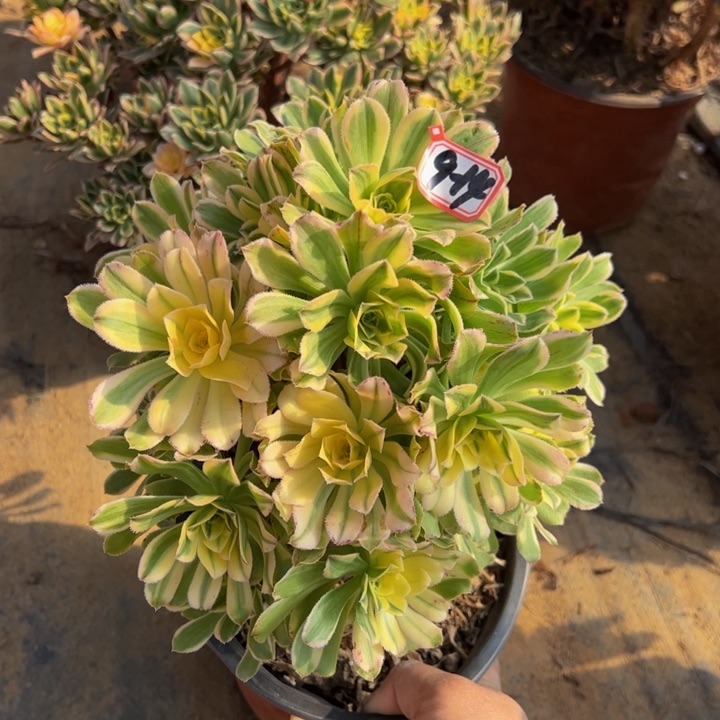 艳日伞多肉植物9-14