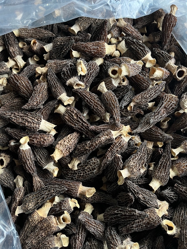 4-7密纹六妹羊肚菌0208