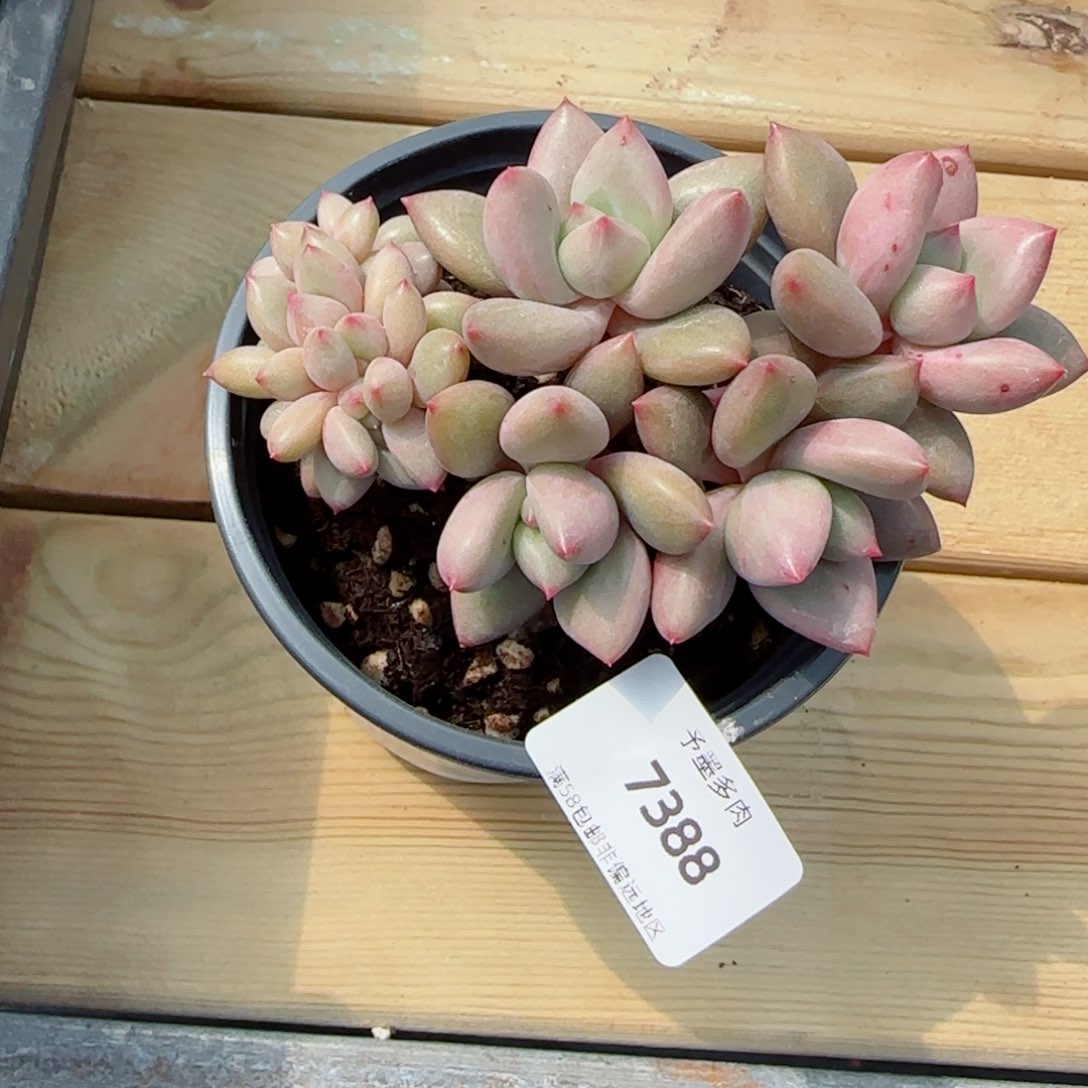 桃花源缀化，7388多肉