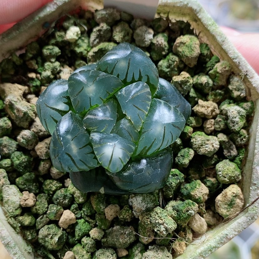 【闪购商品】168实生玉露