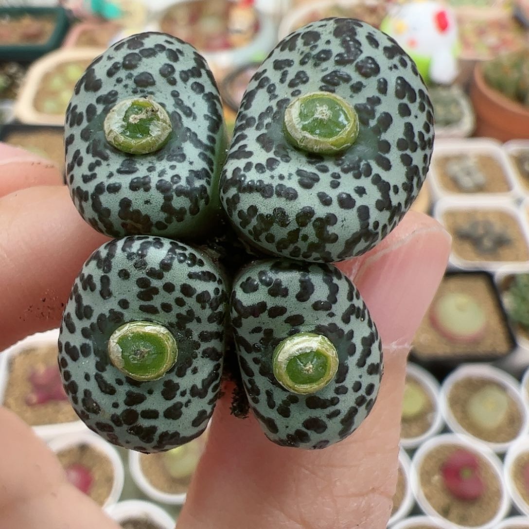 【闪购商品】150 圣诞福利