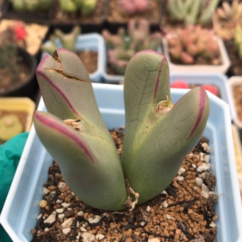 多肉肉锥 大型红耳少将