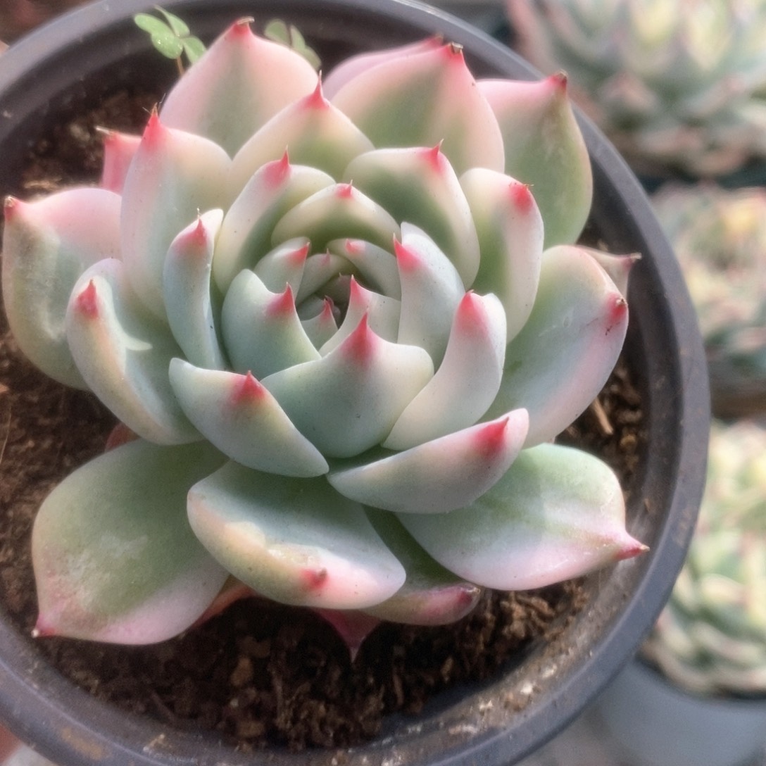 129锦锦锦锦锦锦锦锦