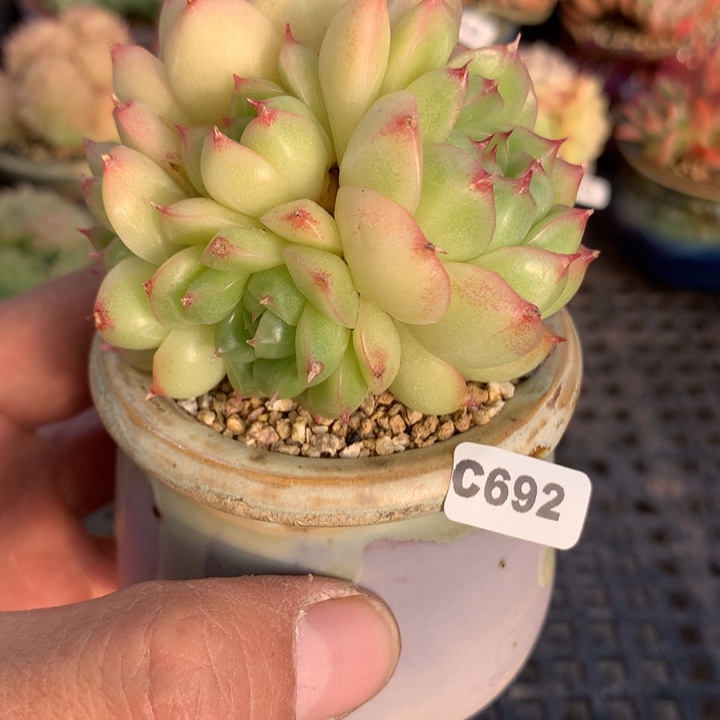 c692一物一拍多肉植物