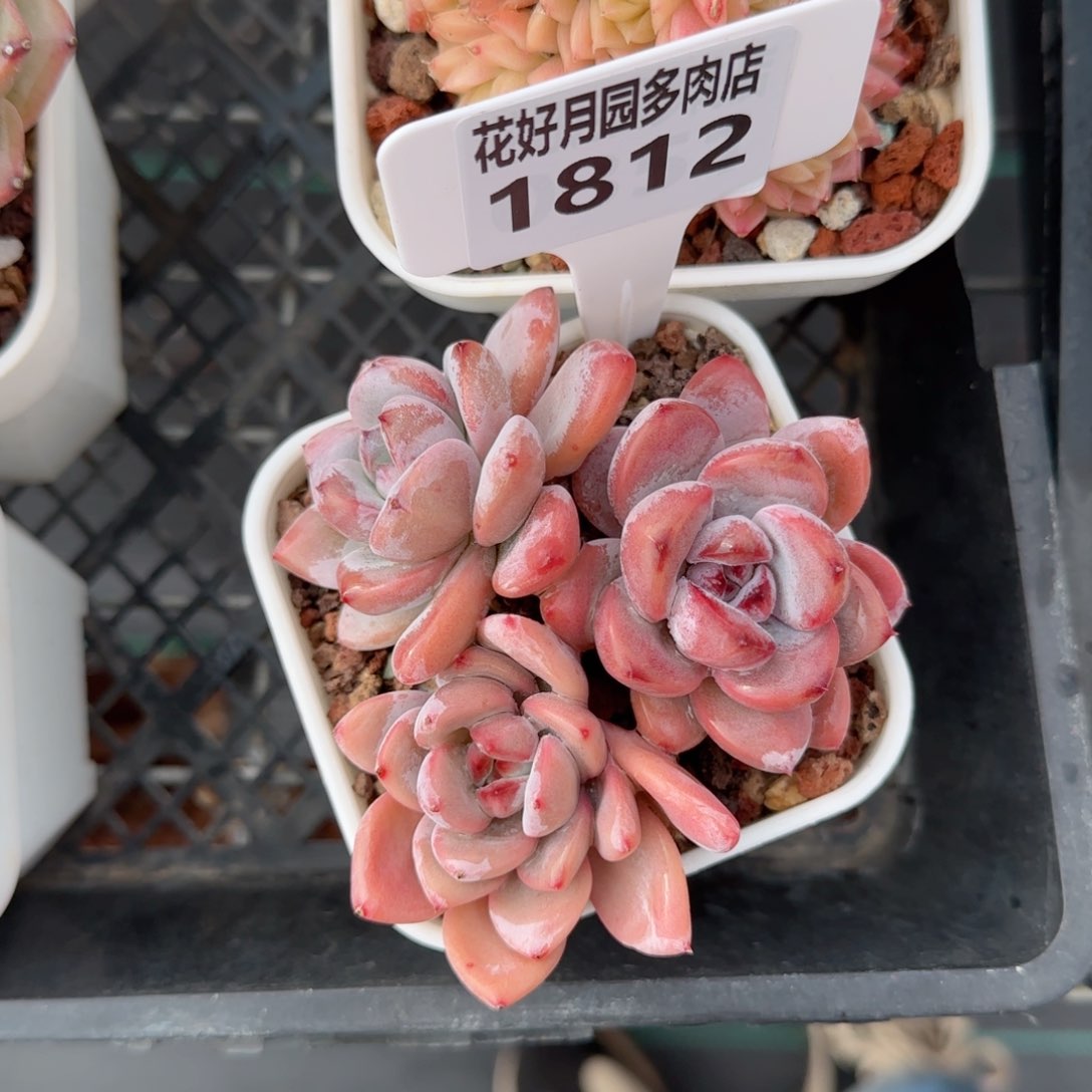 多肉植物1812……..！nj