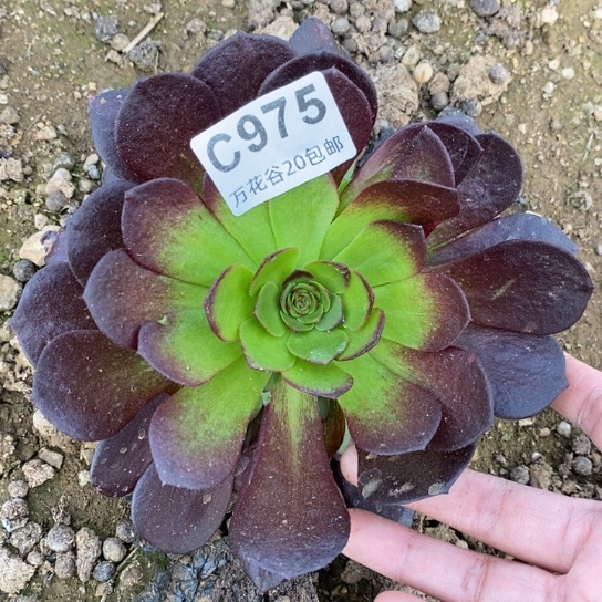 975赤焰莲满崽12厘米量拍多肉