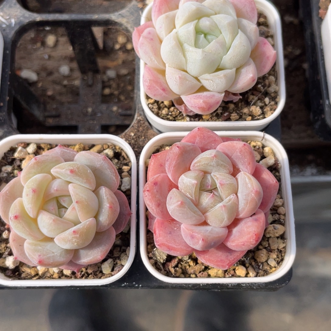 Z1284拇指盆珍妮福利3棵