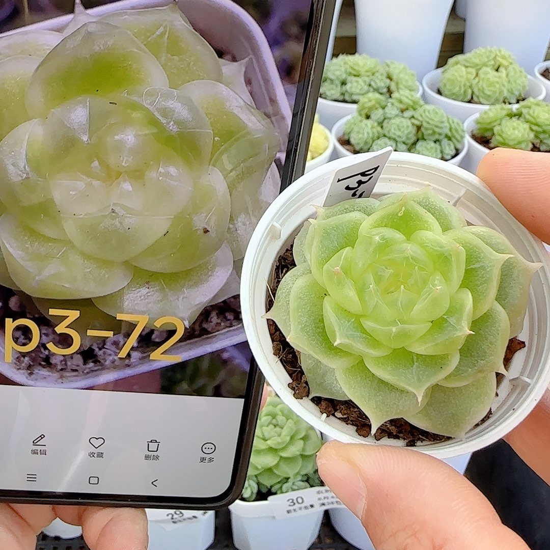 【闪购商品】0804-32（p3-72）